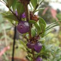 Lonicera pileata fruit P24